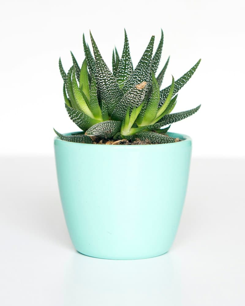 Pointed succulent leaves in a mint pot against the original background